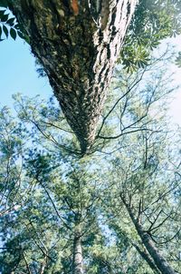 Low angle view of trees in forest against sky