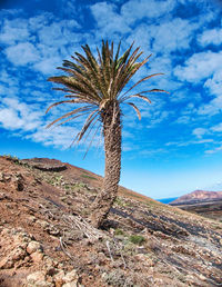 Palm tree against sky