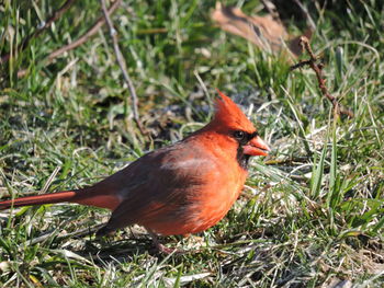 Close-up of bird perching on field