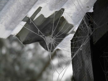 Close-up of spider web