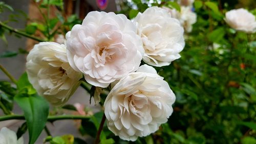 Close-up of white rose blooming outdoors