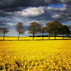 Scenic view of field against cloudy sky