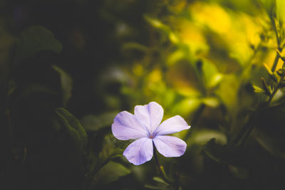 Close-up of purple flowering plant