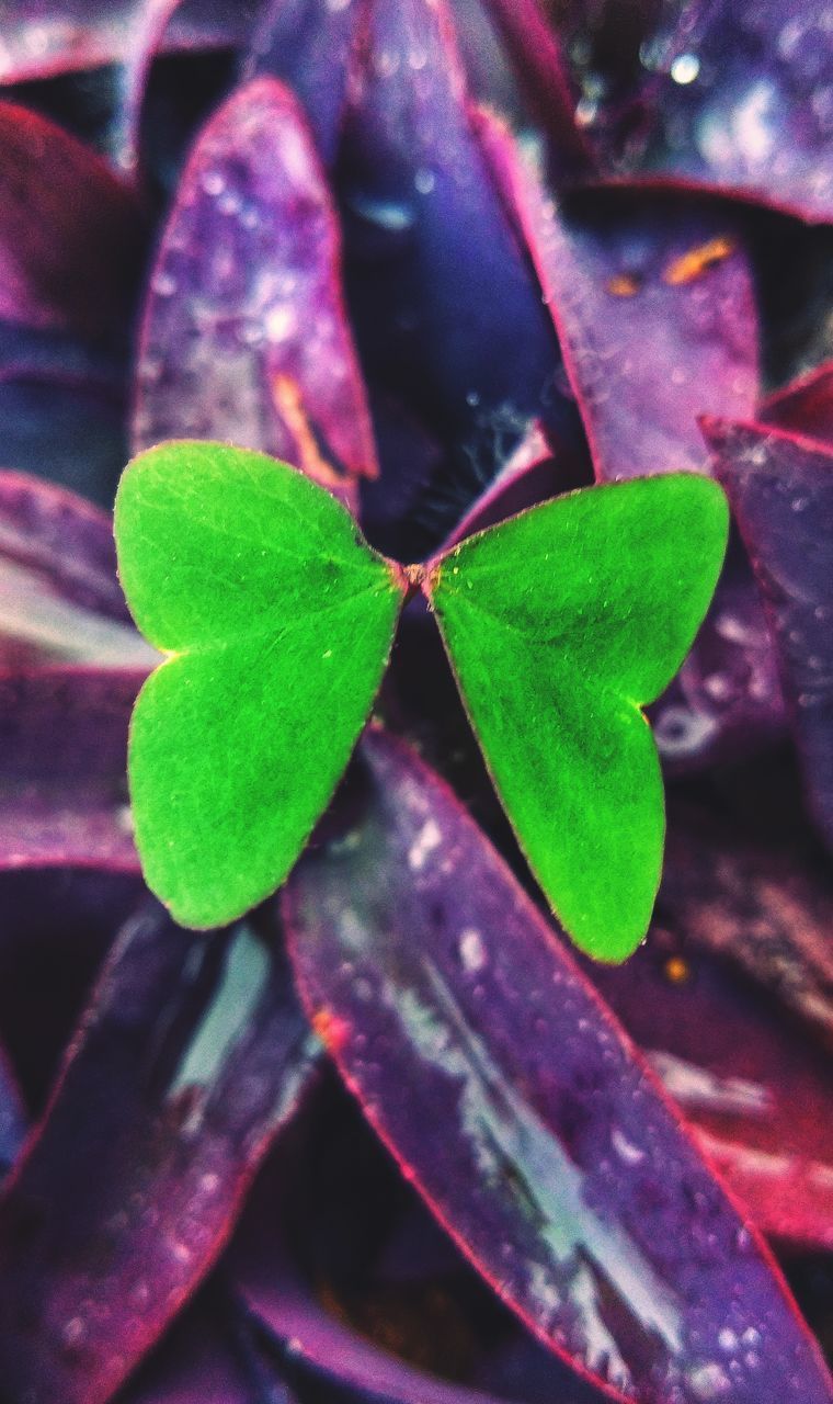 HIGH ANGLE VIEW OF LEAF