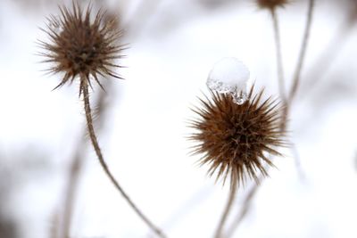 Close-up of thistle