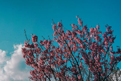 Low angle view of pink flowering tree against blue sky