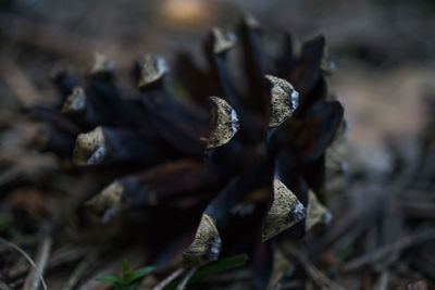 Close-up of flower against blurred background