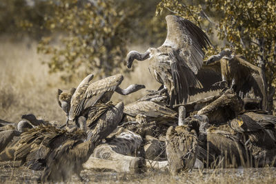 Flock of vultures scavenging on a field