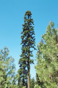 Low angle view of trees against clear blue sky