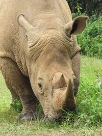 Close-up of rhino  on field