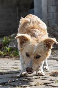 Close-up of dog