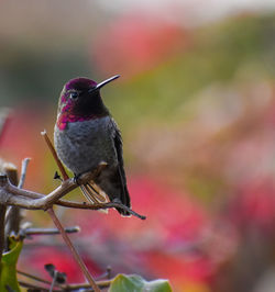 Beautiful annas hummingbird with magnificent perched in tropical flowers