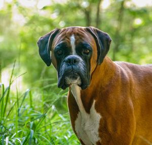 Close-up portrait of a dog