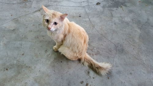 High angle view of cat sitting on floor