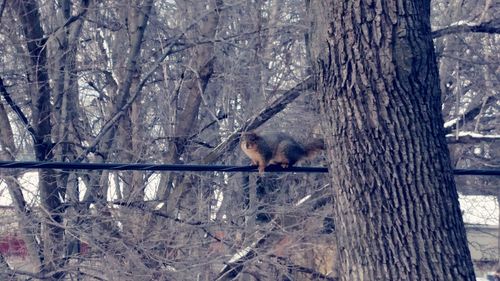 Dog on tree trunk