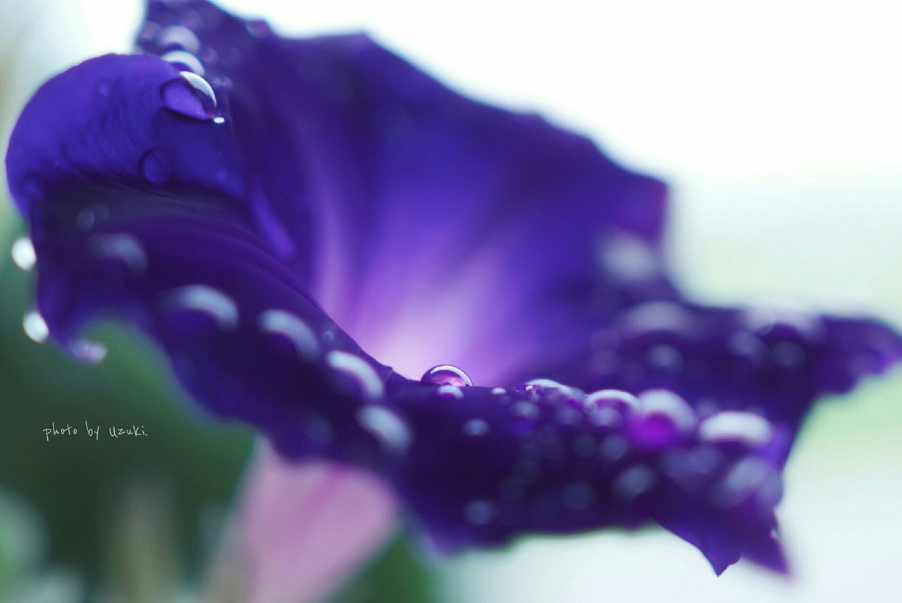 CLOSE-UP OF FLOWERS AGAINST BLURRED BACKGROUND