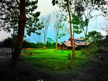 Trees on grassy field