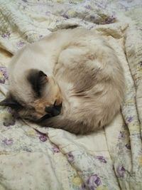 High angle view of dog sleeping on bed