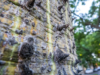 Low angle view of moss on tree trunk
