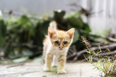 Portrait of kitten on cat outdoors
