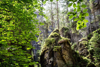 Low angle view of trees in forest