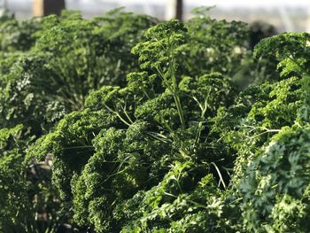 Close-up of fresh green plants