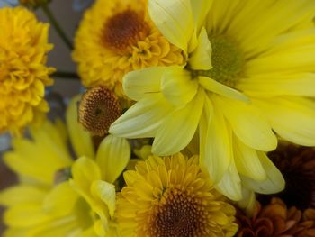 Close-up of yellow sunflower