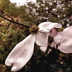 Close-up of white flowers blooming outdoors