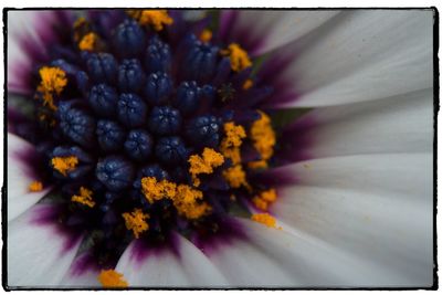 Close-up of yellow flower blooming outdoors