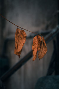 Close-up of dry leaf on plant during autumn