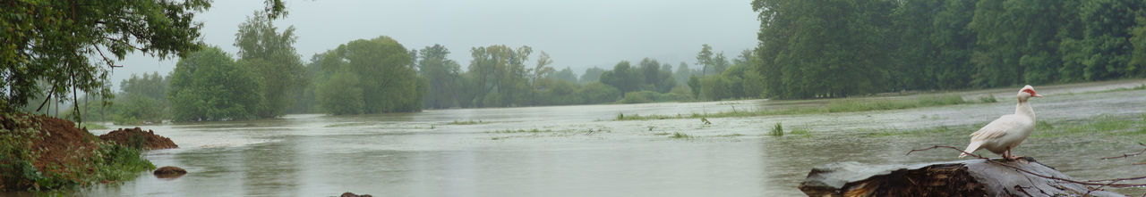 Scenic view of river in forest