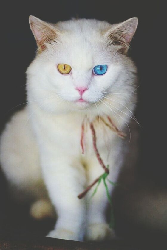 domestic cat, cat, one animal, animal themes, pets, feline, domestic animals, whisker, white color, mammal, portrait, close-up, indoors, looking at camera, animal head, staring, focus on foreground, alertness, front view