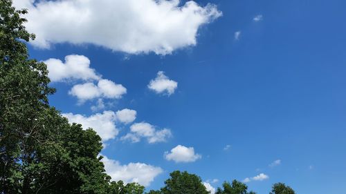 Low angle view of trees against blue sky