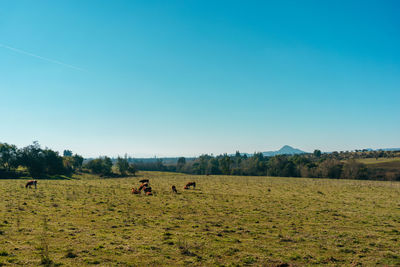 Horses in a field