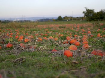 Close-up of fresh plants in field