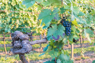 Close-up of grapes hanging in vineyard