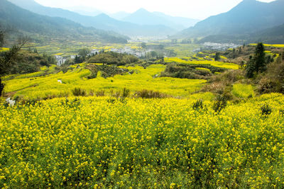View of yellow flowers in field