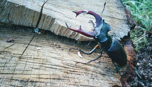 High angle view of insect on tree trunk