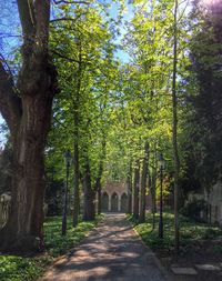 Narrow pathway along trees