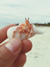 Close-up of hermit crab held in fingers