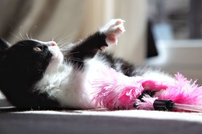 Cat playing with a feather duster