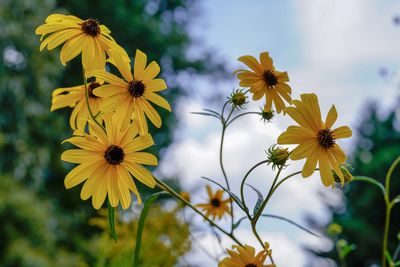 Close-up of yellow flowering plant against sky