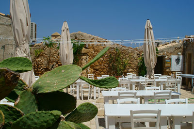 Close-up of cactus plant against building