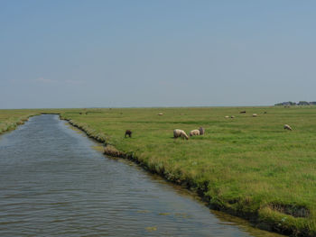 Hallig hooge in the north sea