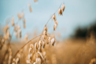 Close-up of wheat growing on field against sky