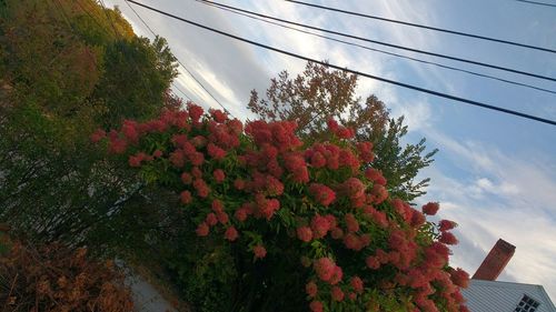 Low angle view of trees against sky