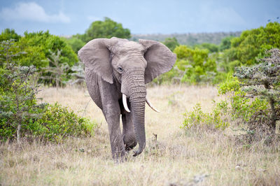 Elephant in a field