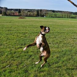 Dog running on grassy field