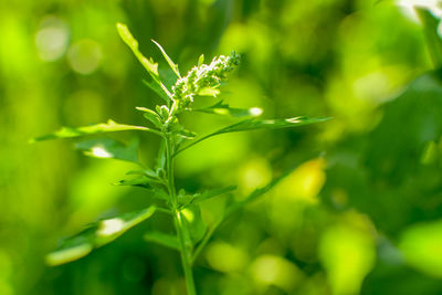 Close-up of plant growing on field