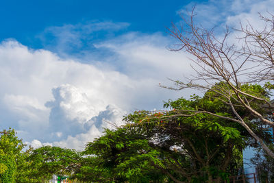 Low angle view of trees against cloudy sky